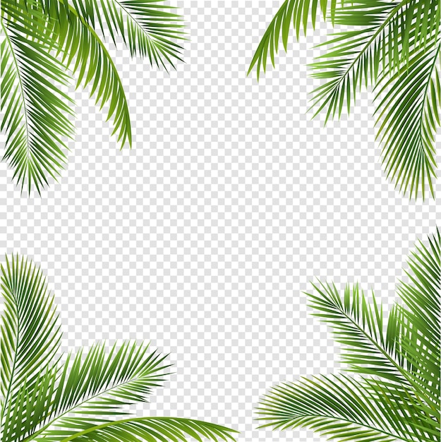 Vector green palm leaf isolated transparent background