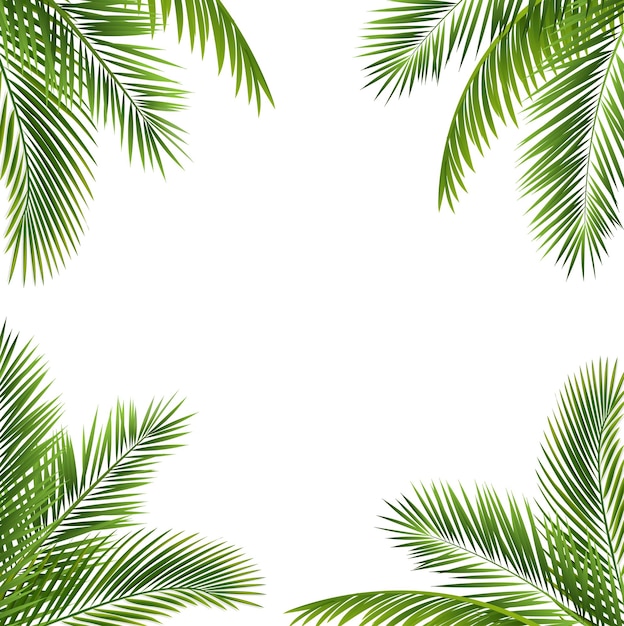 Vector green palm leaf isolated white background