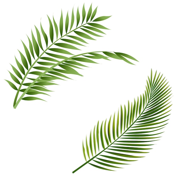 緑のヤシの葉が白で隔離