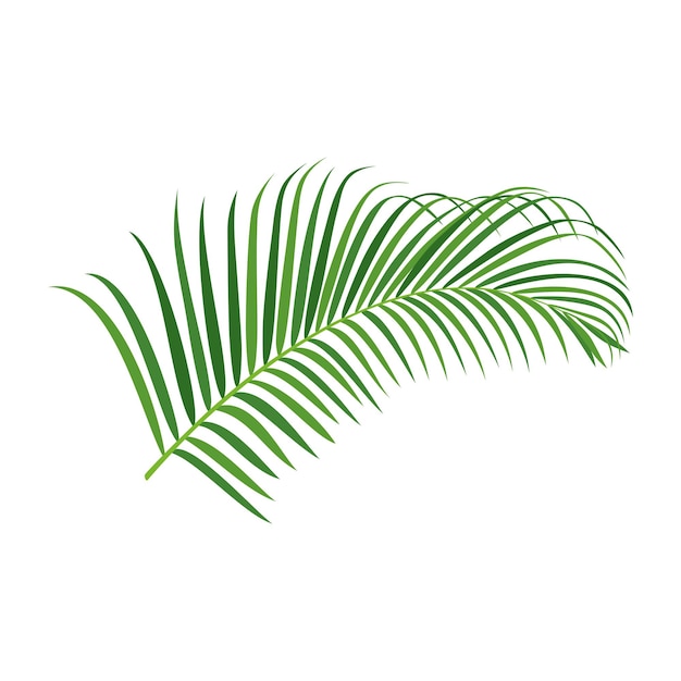 Vettore congedo di palma verde isolato su sfondo bianco illustrazione vettoriale
