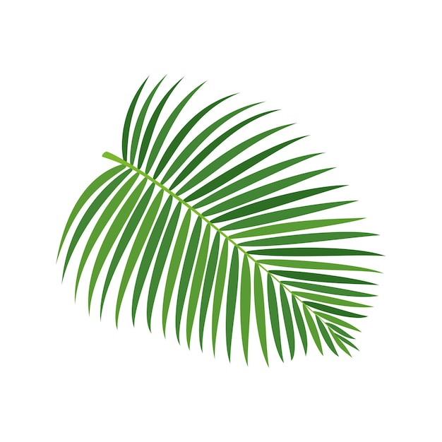 Vector green palm leave vector illustration tropical plant design element