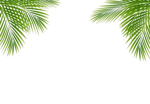 Vector green palm tree frame isolated white background