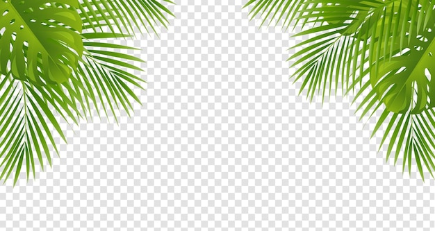 Vector green palm tree leaves leaves frame isolated transparent background