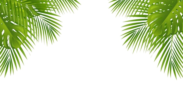 Vector green palm tree leaves leaves frame isolated white background