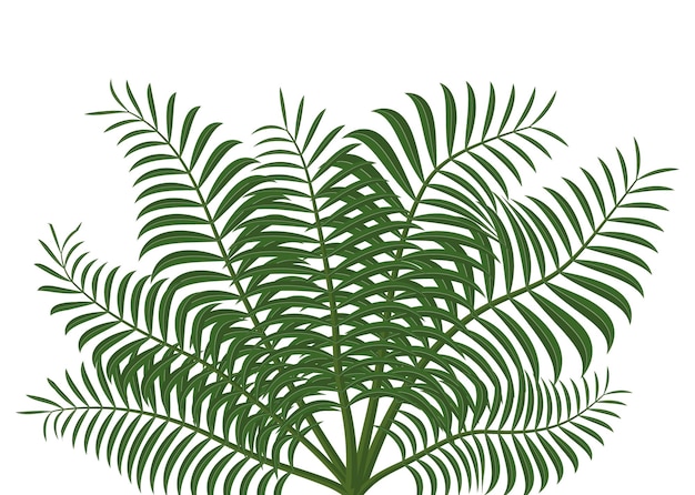 Vettore vetore di palma verde icona di foglia di palma tropicale immagine vettoriale disegno di illustrazione in bianco e nero
