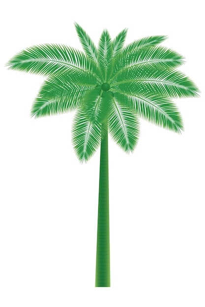 A green palm tree with leaves on a white background coconut palm tree isolated