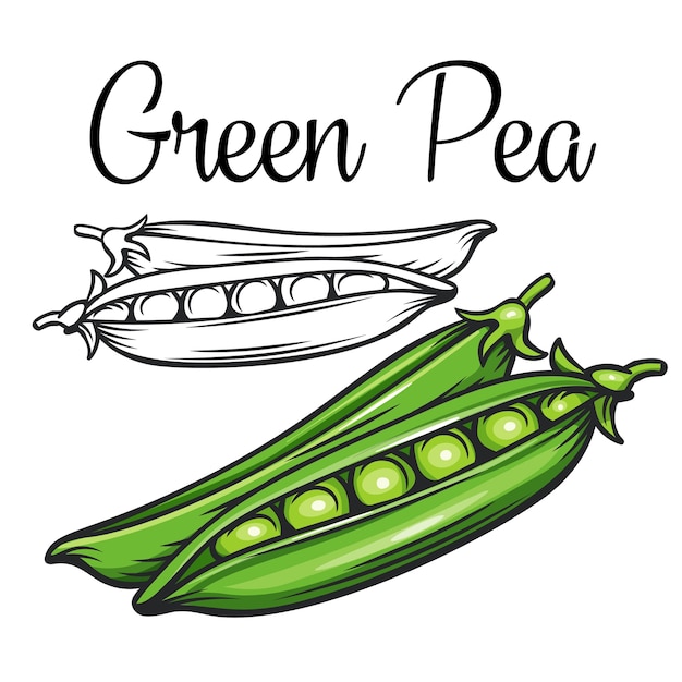 Green pea drawing icon