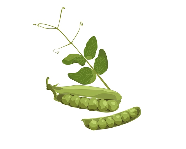 Vector green pea pod with leaves.