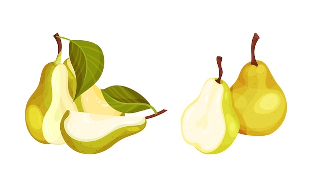 Green pear set Whole and cut in half ripe fruit vector illustration