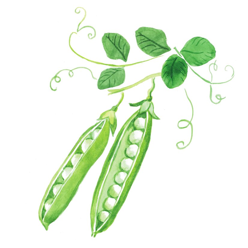 Premium Vector Green peas green pea green beans raw peas vegetables