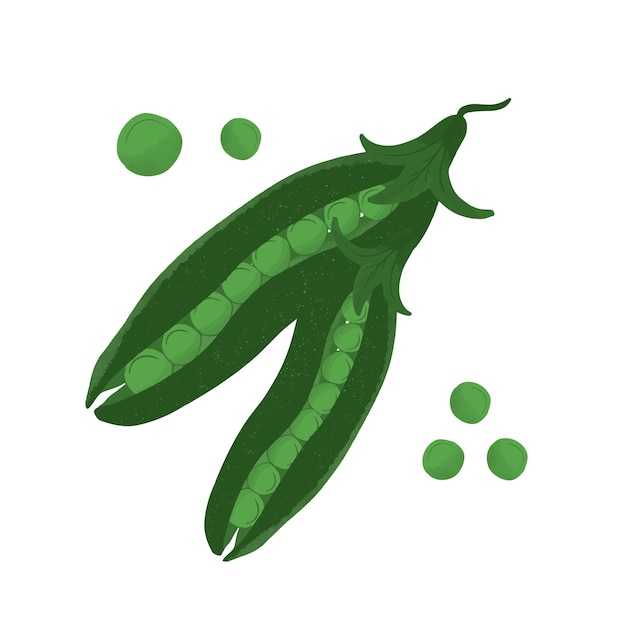 Зеленый горошек, нарисованный вручную органическими фермерскими продуктами, изолированная векторная иллюстрация
