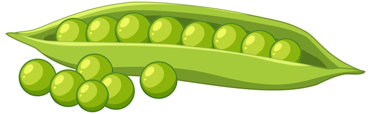 Vector green peas in a pod