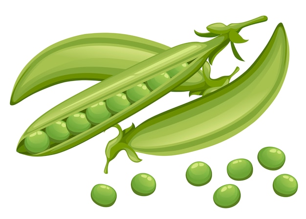 Vector green peas. pods of green peas with leaves. set with whole and open peas in pods.   illustration  on white background.   vegetable.