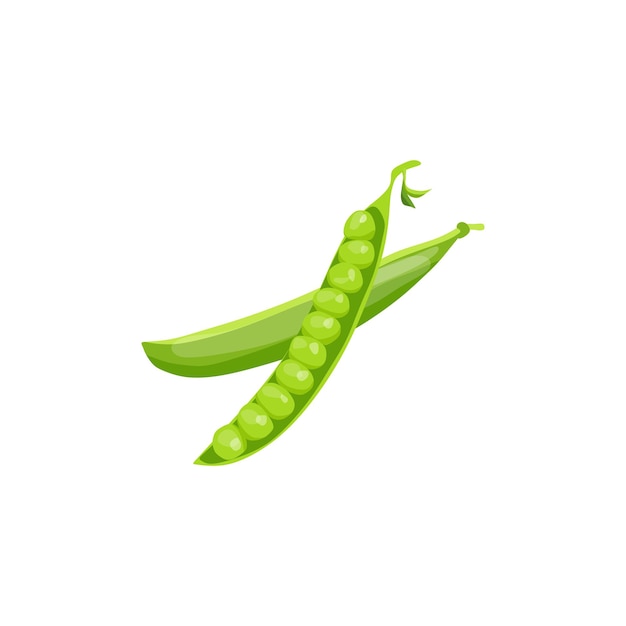 Green peas rich in vitamins Vector image An element for the design