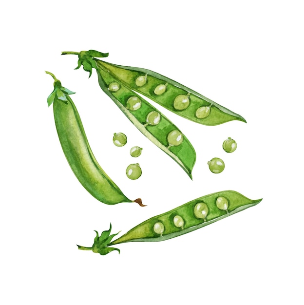 Green peas set Watercolor hand drawn vector illustration isolated on white background