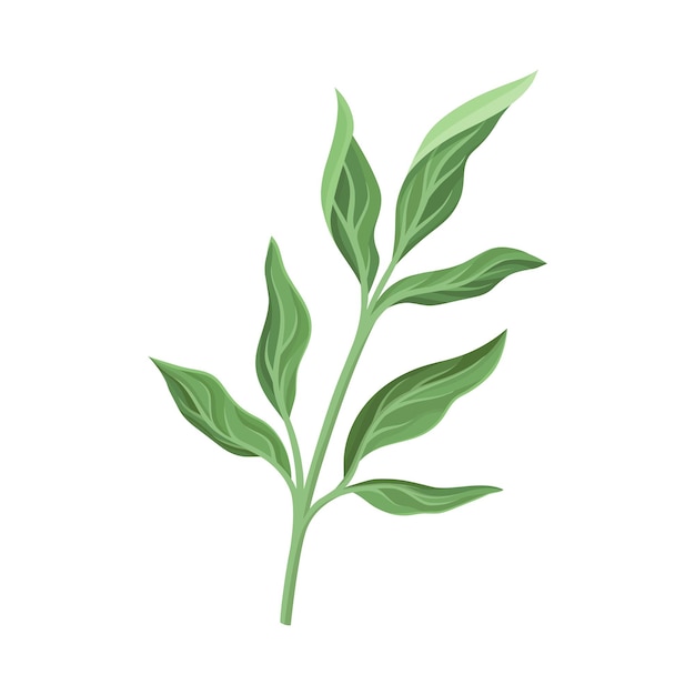 Green peony leaves on a stalk Vector illustration on a white background