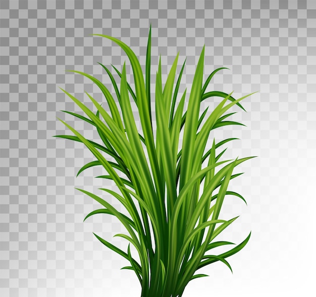 Vector a green plant with long blades of grass.