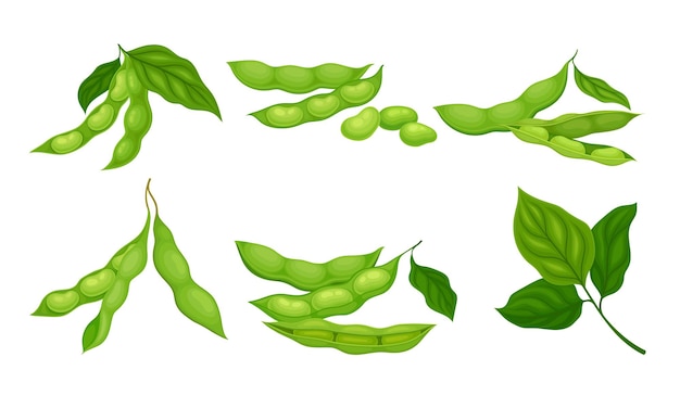 Green Pods with Green Leaves and Soy Beans Inside Vector Set