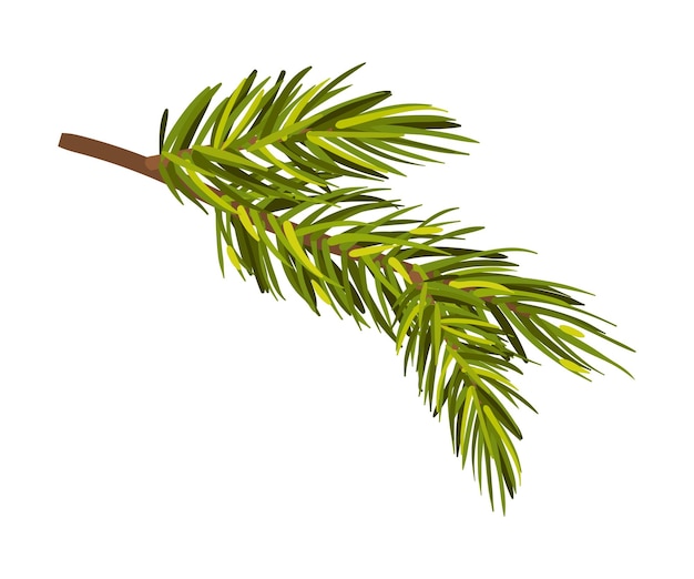 Green realistic drawn spruce twig vector illustration isolated on white background with copy space