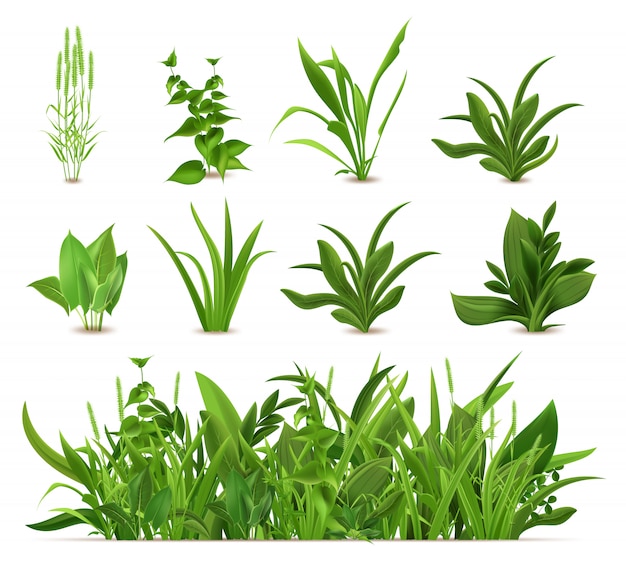 Green realistic spring grass. Fresh plants, garden seasonal growth grass, botanical greens, herbs and leaves   icons set. Natural lawn meadow bushes, floral vegetation border