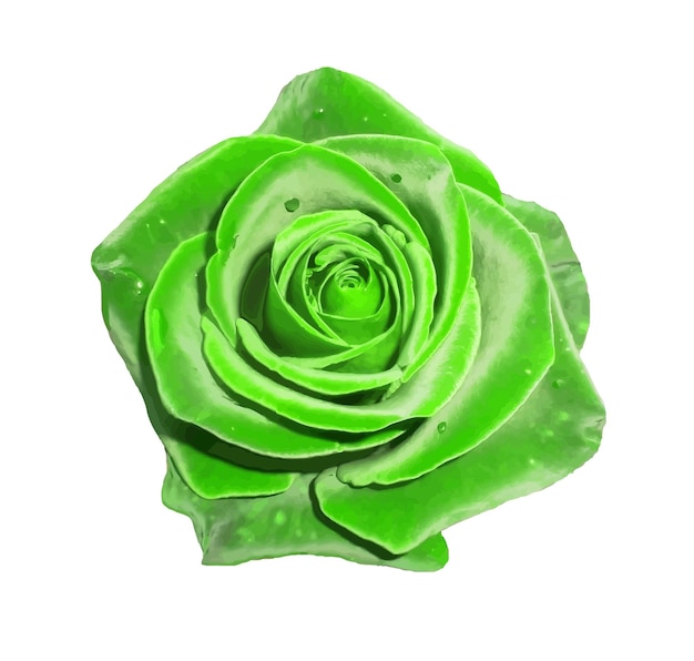 Green rose illustration