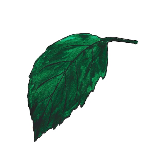 Green rose leaf painted in watercolor on white background