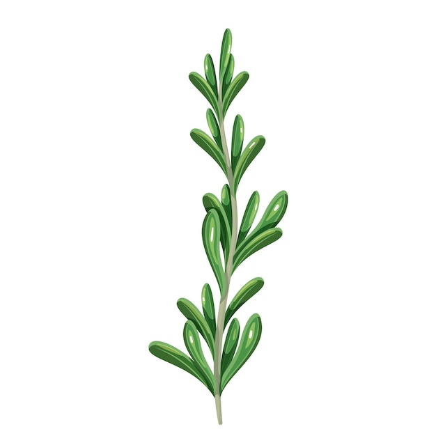 Green rosemary, vegetarian food, healthy menu. Herbs spice, salad and meals. Isolated vector illustration in cartoon style.