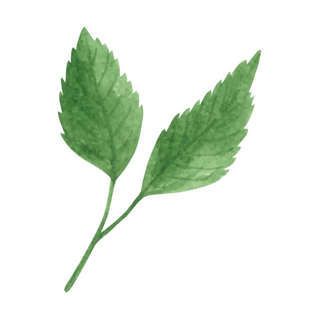 緑のバラの葉の水彩クリップアート夏の緑のイラスト
