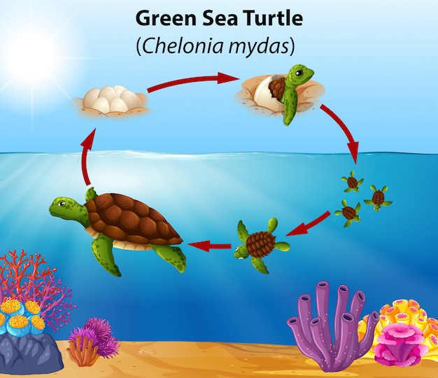 Ciclo di vita delle tartarughe marine verdi