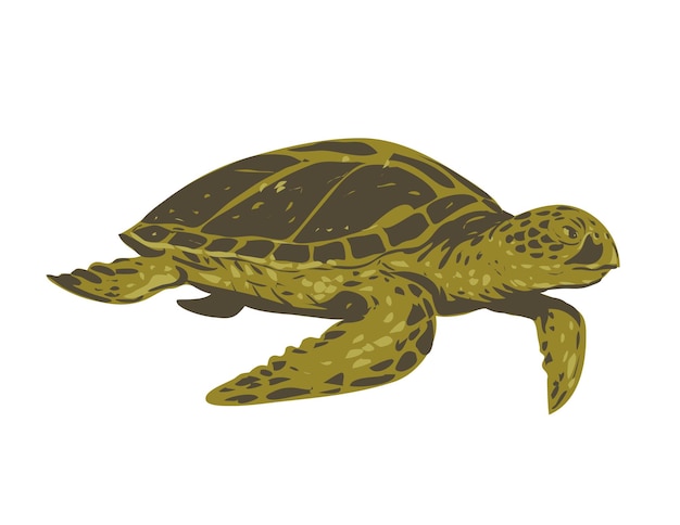 Vector green sea turtle or pacific green turtle side view wpa art