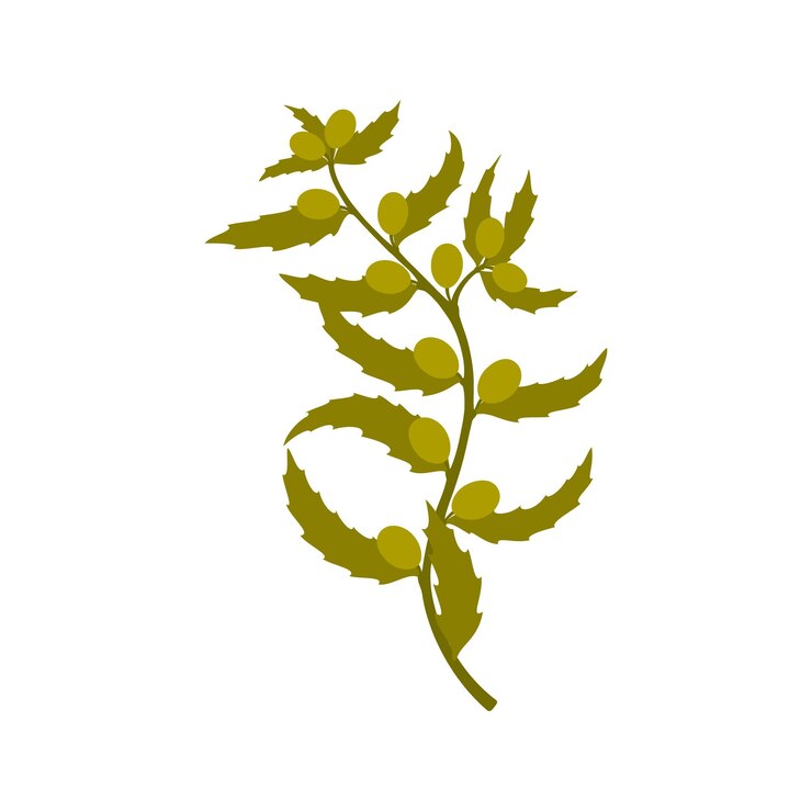 Vector green seaweed with berries green underwater plant