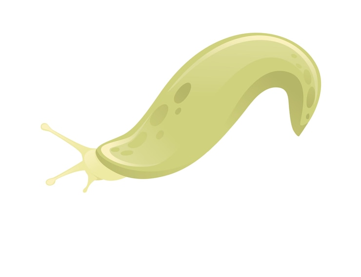 Vector green slug cartoon animal design flat vector illustration isolated on white background
