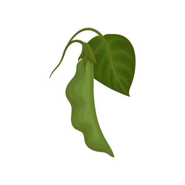 green soy pod with leaf healthy vegetarian food vector illustration on a white background