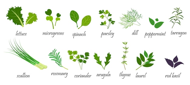 Vector green spices for salads vector illustration of leafy vegetables in cartoon style infographics