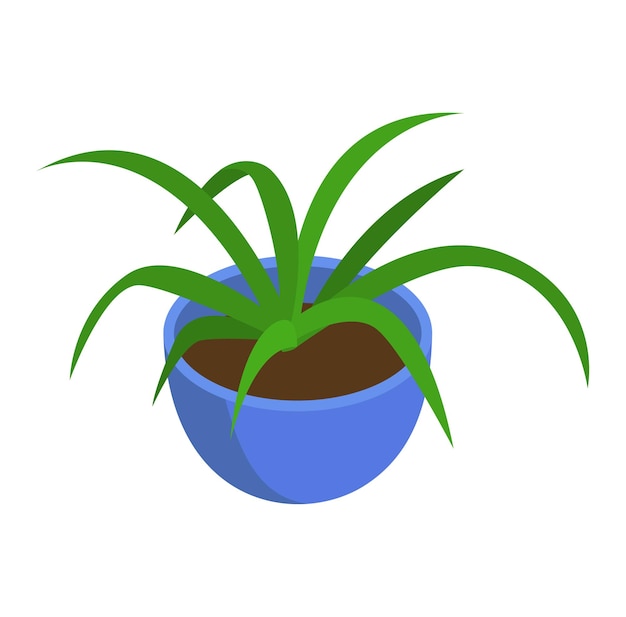 Vector green spider plant in a blue pot indoor houseplant on white background fresh home decoration and