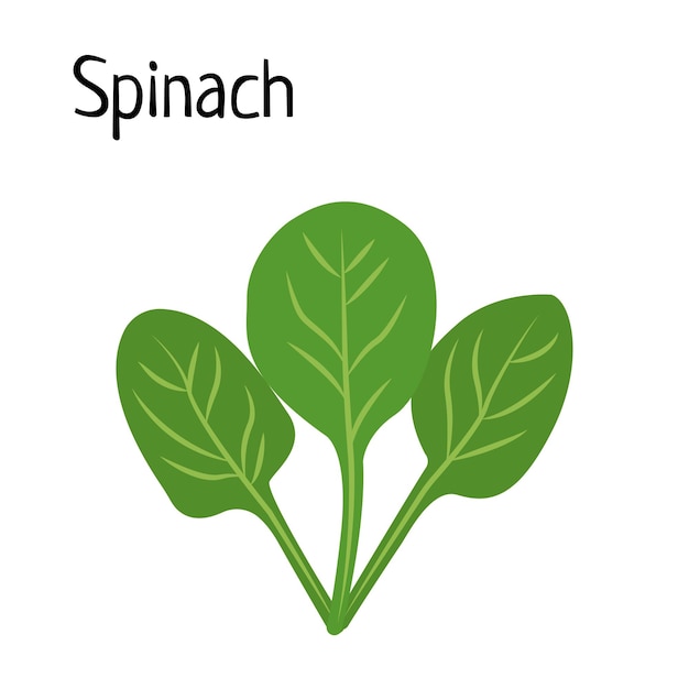 Green Spinach Leafs Vector Illustration