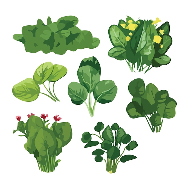 Vector green spinach with flower vector illustration set isolated on white background