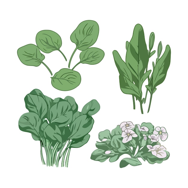 Vector green spinach with flower vector illustration set isolated