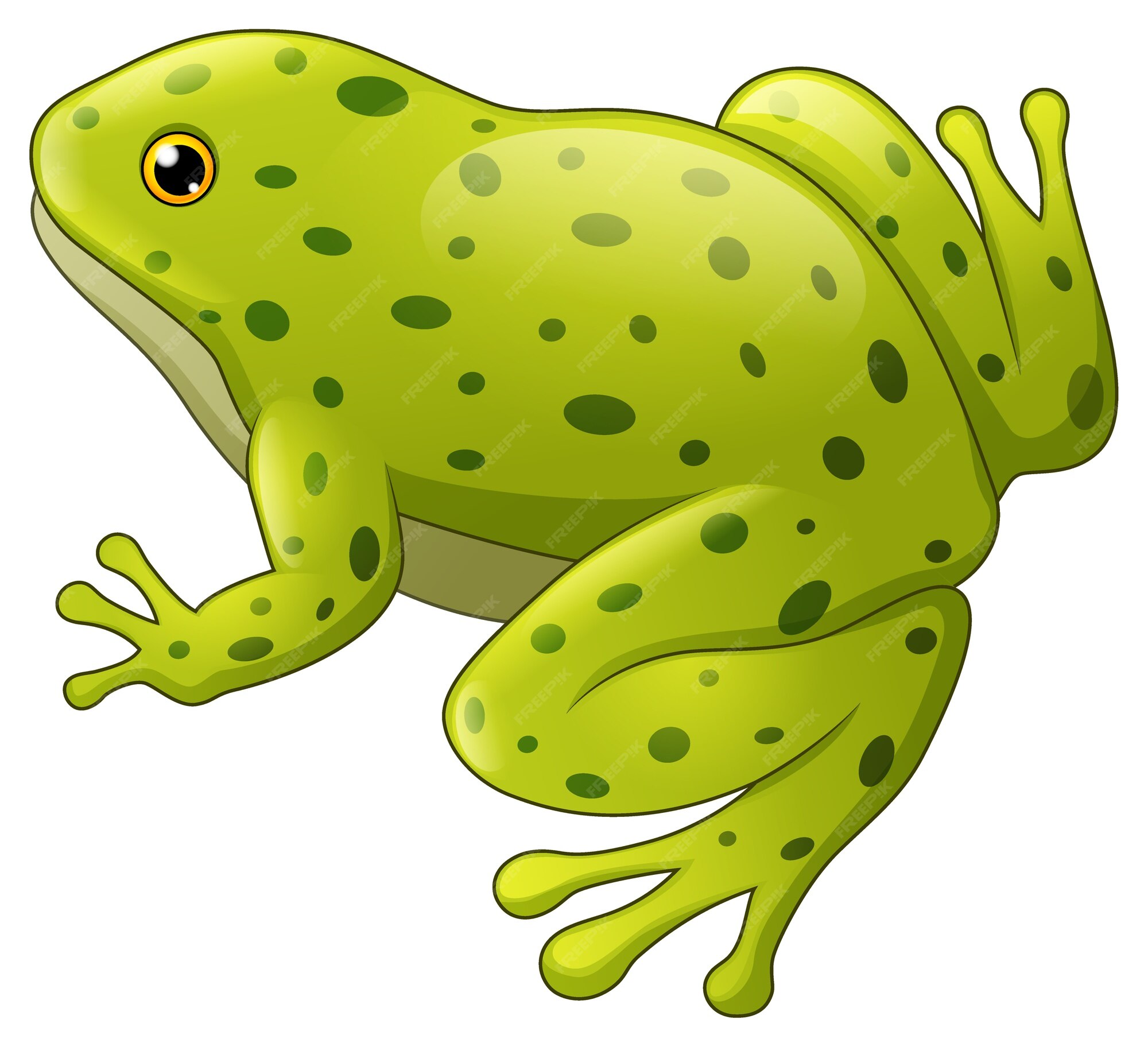 Premium Vector | Green spotted frog isolated on white background