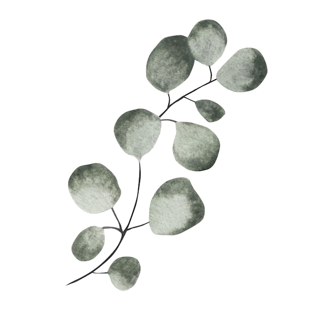 Green sprig of eucalyptus Watercolor illustration Isolated object