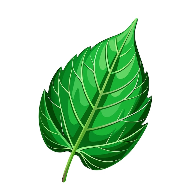 Вектор Зелёный весенний лист на белом фоне