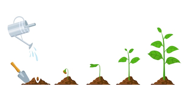 Vector green sprout grow. seedling and planting phases. plant with leaves, bean in soil, watering can. plants growing progress vector infographic. agricultural process, environment development and care