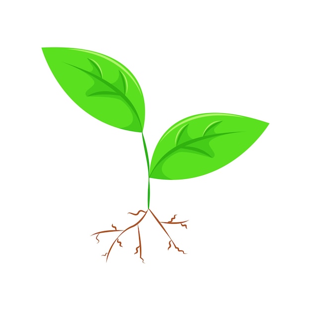 Vector green sprout with leaves and roots