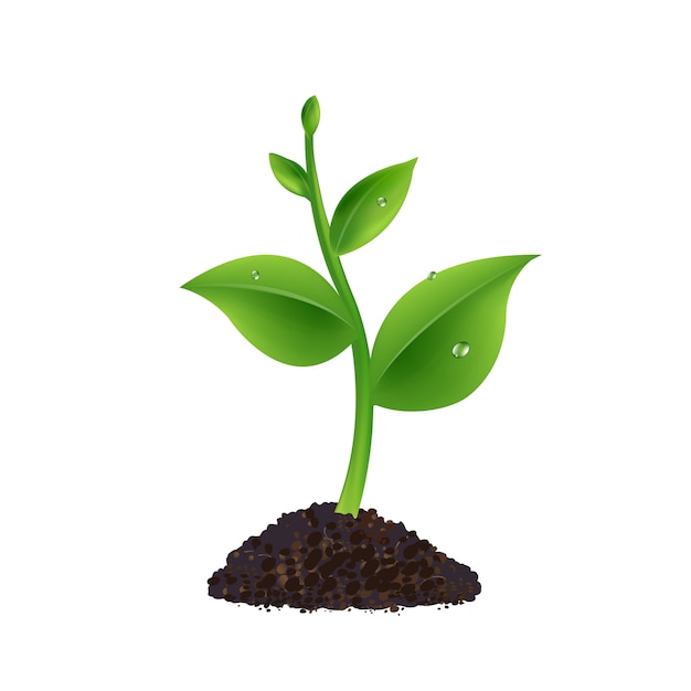 Vector green sprout with white background