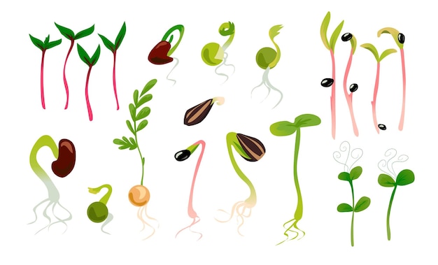 Bean Sprout Images - Free Download on Freepik