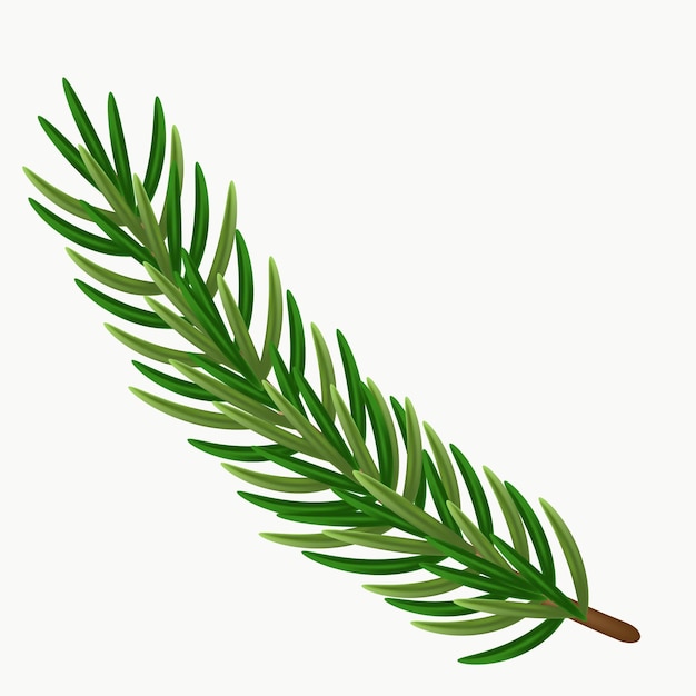 Green spruce branch in a beautiful style on a white background white natural background Isolated vector illustration Green tree border