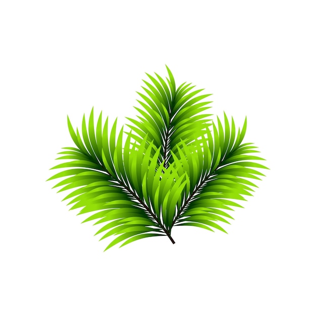 Green spruce or pine leaves vector