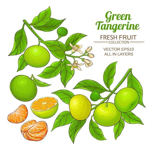 Green tangerine vector