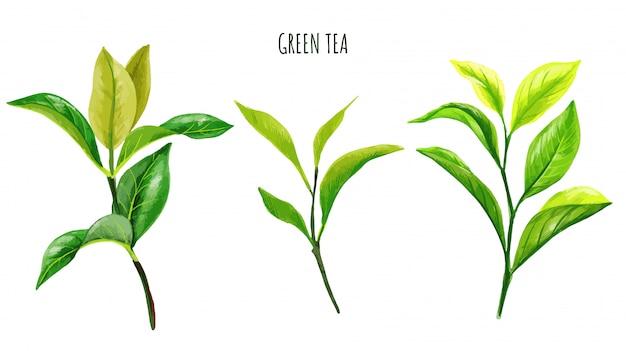 Vector green tea branches and leaves, hand drawn