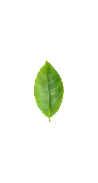 Вектор Эфирный органический экстракт зеленого чая